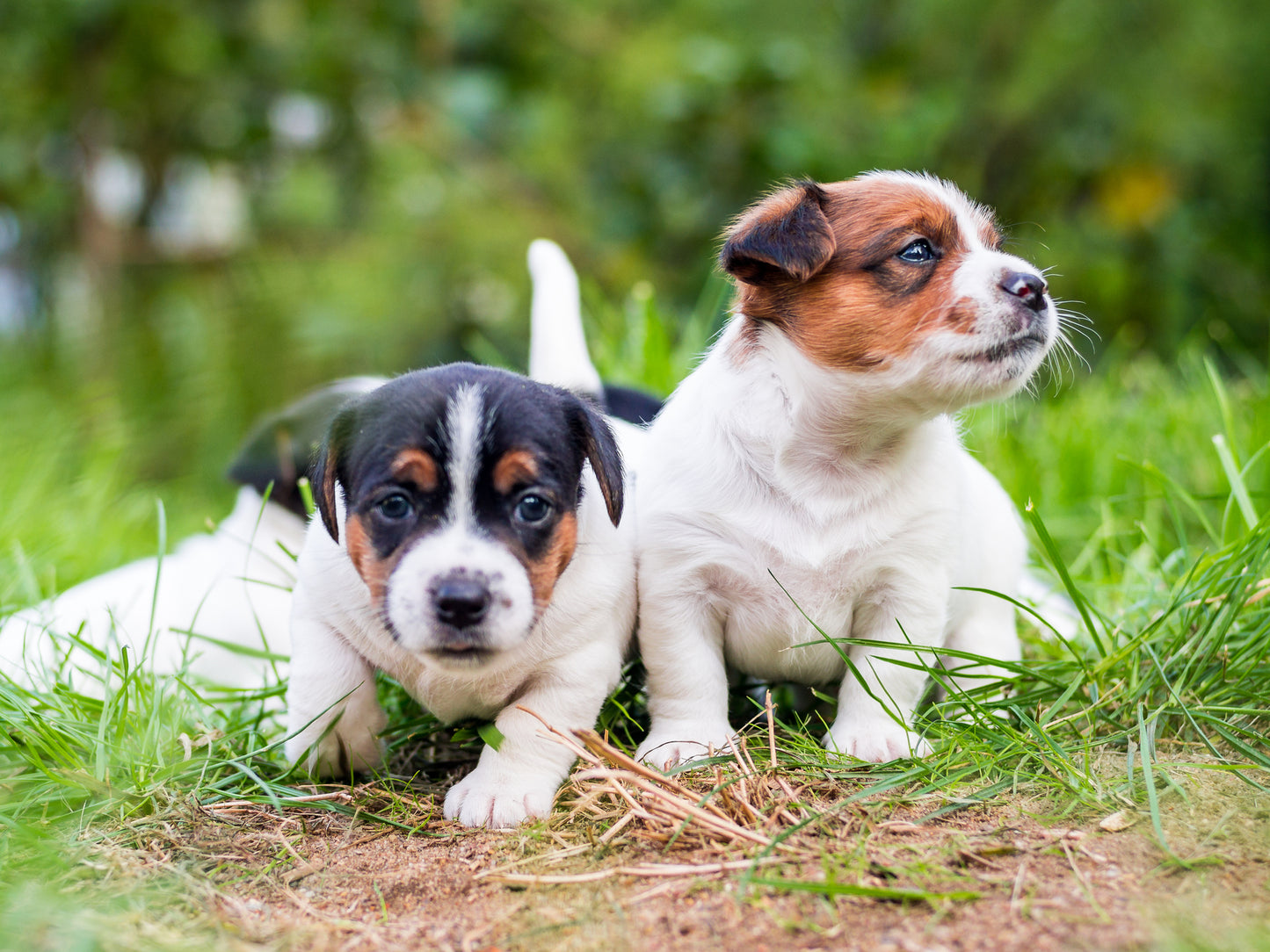 Individueller BARF Ernährungsplan für Welpen