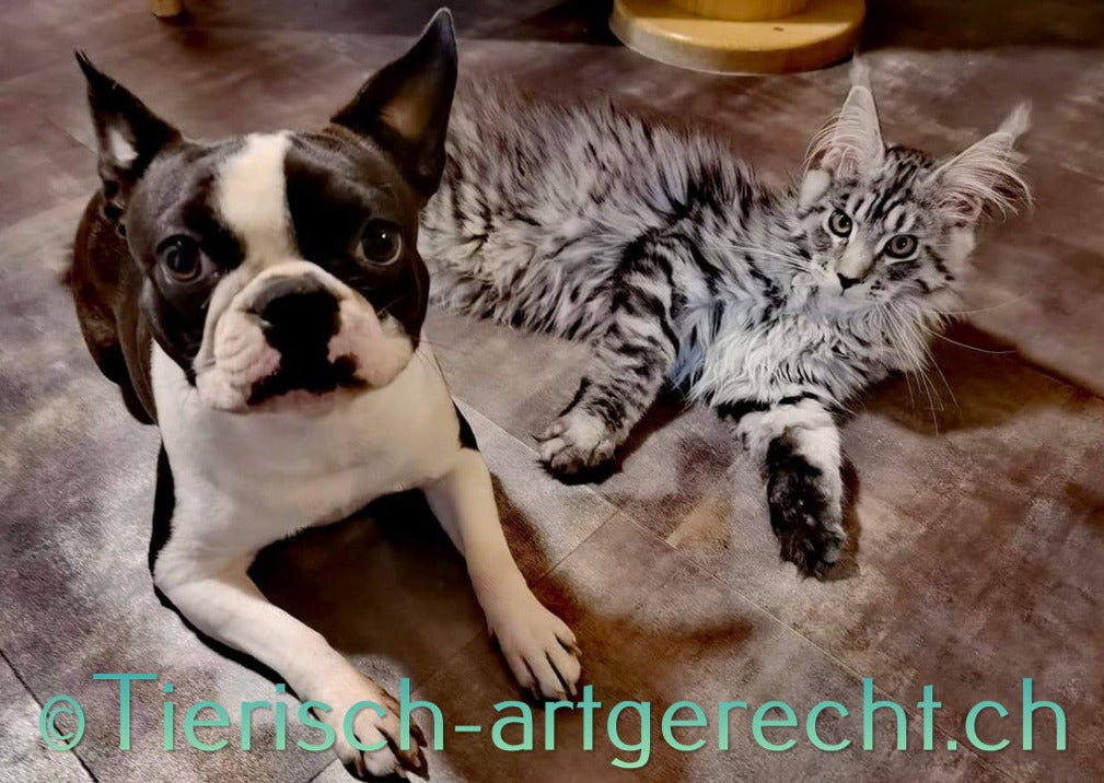 Anpassung Futterplan Hund / Katze