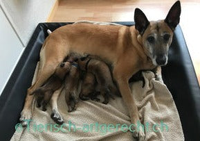 BARF Ernährungsplan Trächtigkeit/Laktierend