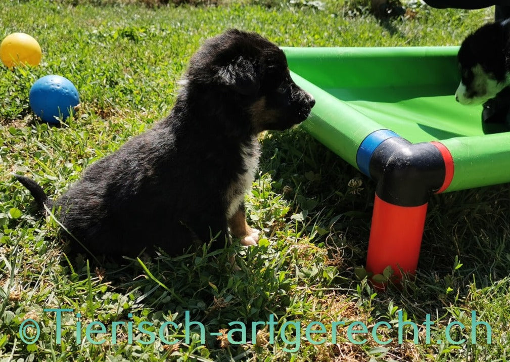 BARF Ernährungsplan Welpe