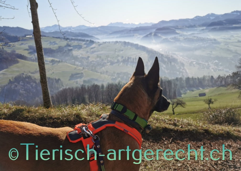 Überprüfung fremder BARF Ernährungspläne Hund/ Katze