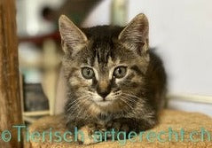 BARF Ernährungsplan Kitten