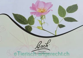 Bachblüten Therapie