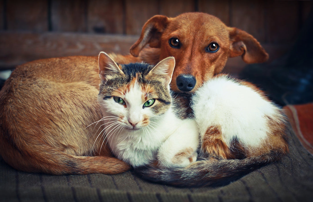 Ernährungsberatung für Hunde und Katzen individuelle Fütterung