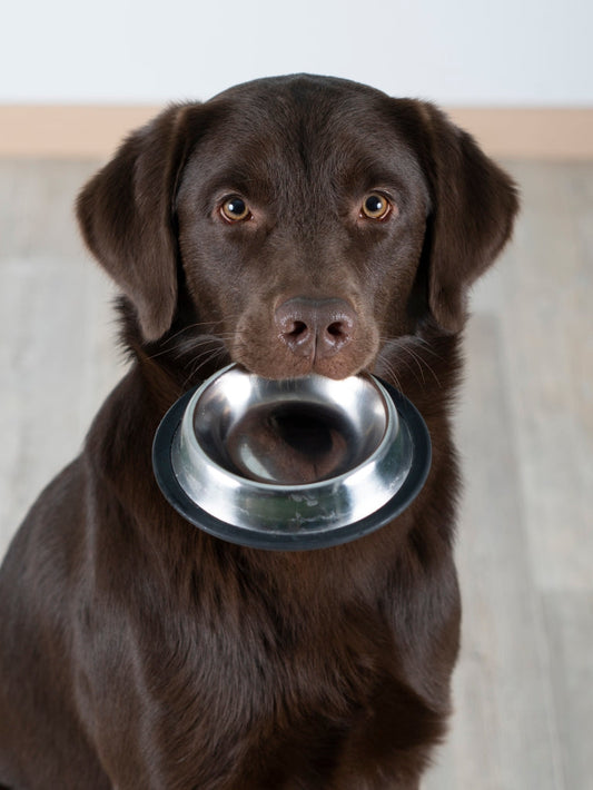 Hund mit Futternapf