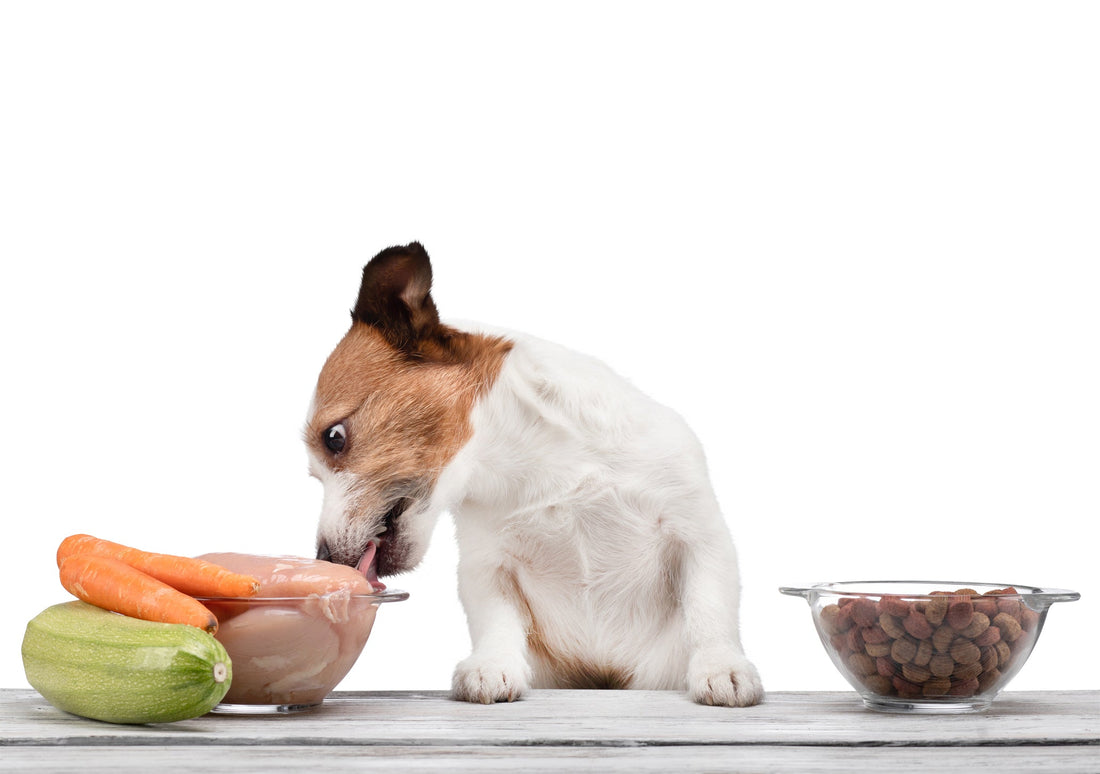 BARF Umstellung beim Hund natürliche Ernährung