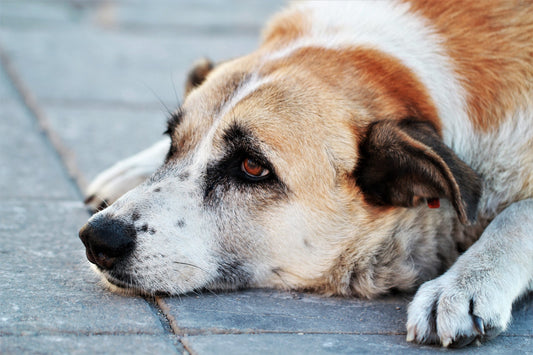 Hund mit Bauchspeicheldrüsenentzündung Ernährung und BARF Fütterung