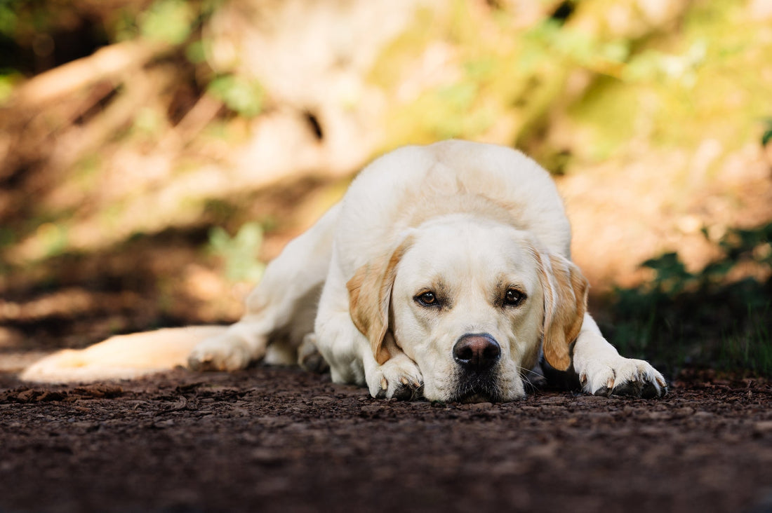 Hund mit Durchfall Ursachen Darmgesundheit Ernährung