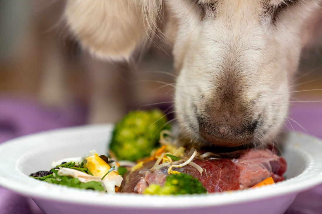Ernährung bei exokriner Pankreasinsuffizienz beim Hund