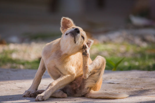 Hund mit Futtermittelallergie oder Unverträglichkeit Symptome Juckreiz