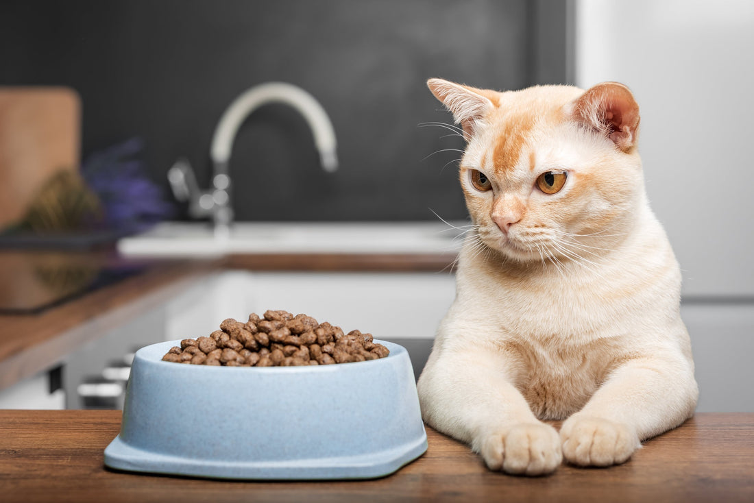 Katze frisst schlecht Ursachen Appetitlosigkeit Katze