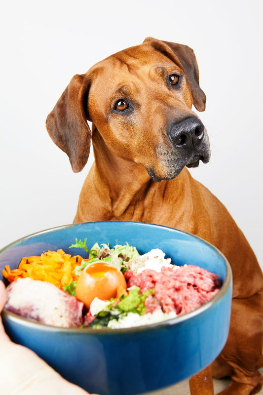 Kohlenhydrate in der Ernährung von Hunden und Katzen