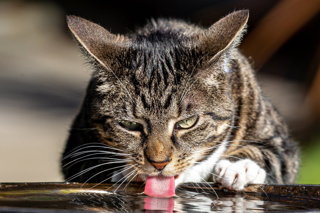 BARF bei chronischer Niereninsuffizienz (CNI) beim Hund und bei der Katze