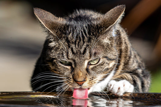 BARF bei chronischer Niereninsuffizienz (CNI) beim Hund und bei der Katze