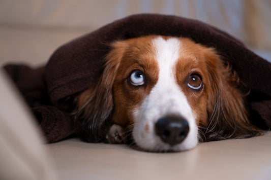 Individueller Ernährungsplan für erkrankte Hunde