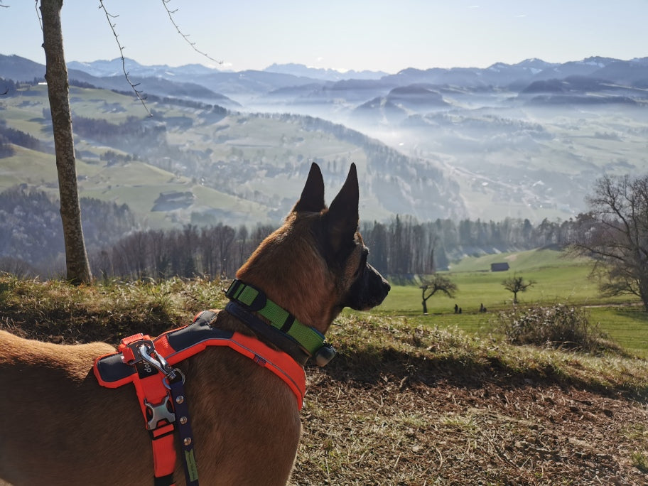 Überprüfung eines bestehenden BARF Ernährungsplans