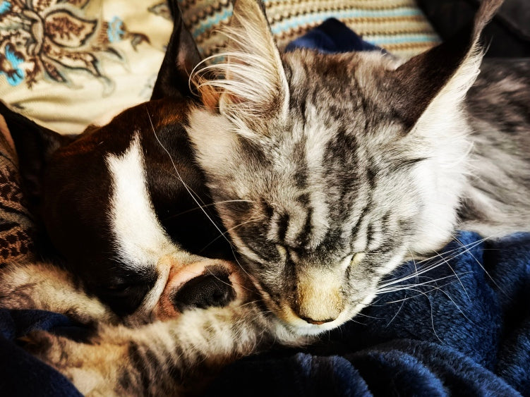 Anpassung eines bestehenden Ernährungsplans