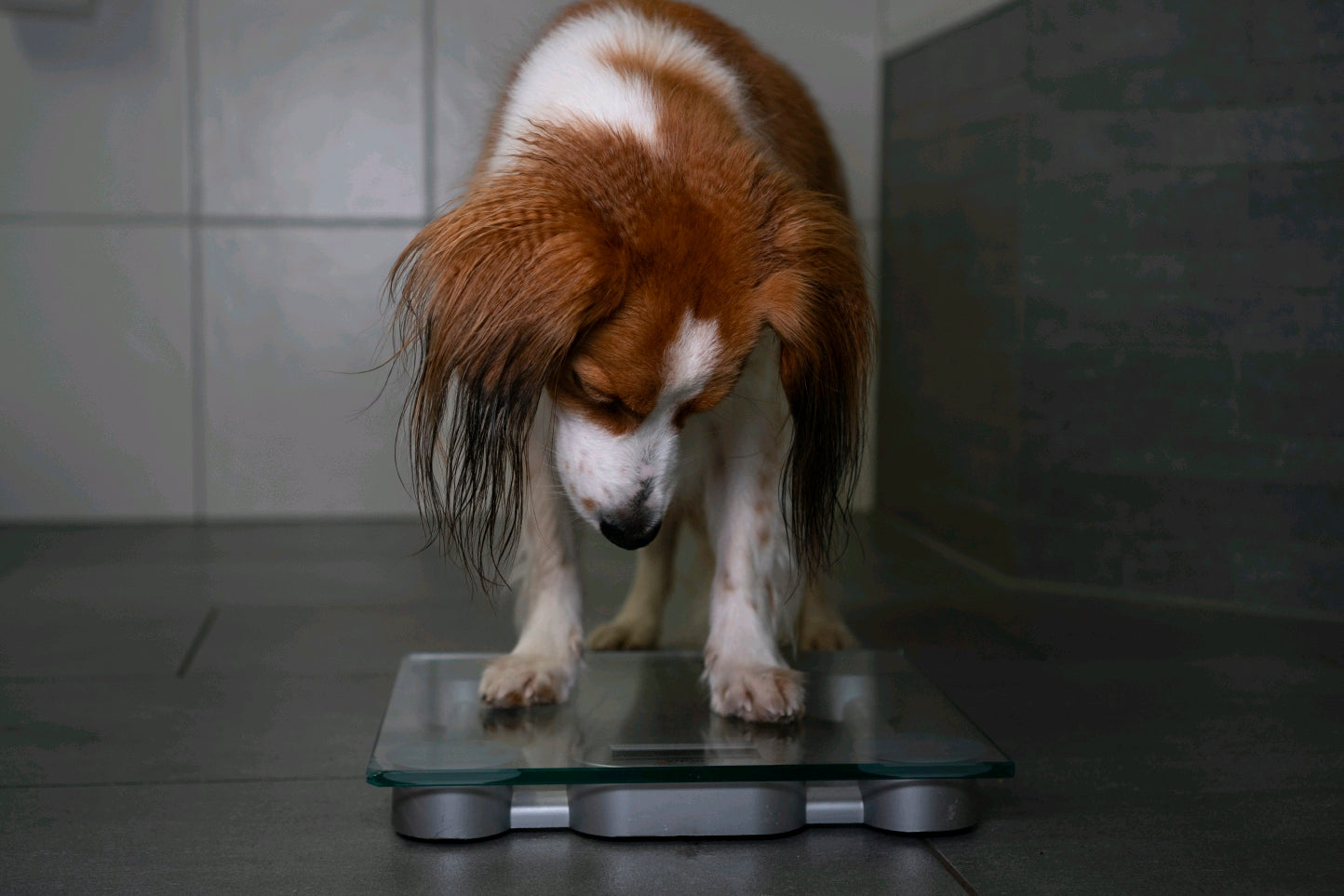 Individueller Ernährungsplan zur Gewichtsreduktion beim Hund