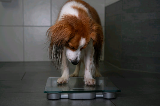 Individueller Ernährungsplan zur Gewichtsreduktion beim Hund