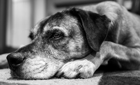 Individueller BARF Ernährungsplan für Senioren