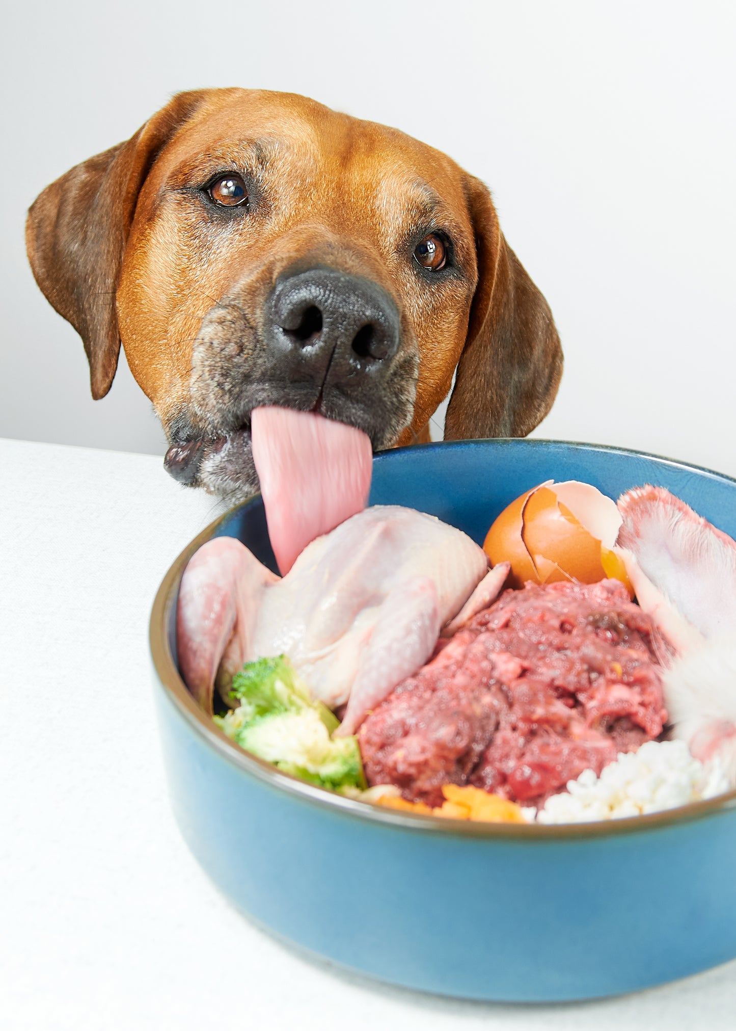 Individueller BARF Ernährungsplan für den gesunden Hund, artgerecht und bedarfsdeckend