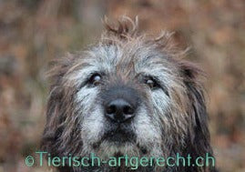 BARF Ernährungsplan Senior