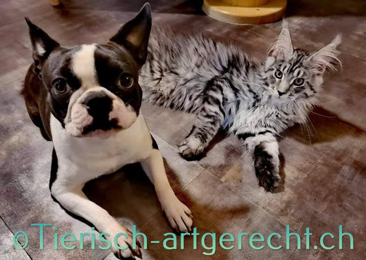 Anpassung Futterplan Hund / Katze
