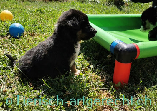 BARF Ernährungsplan Welpe