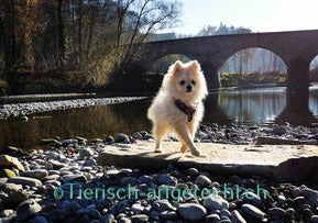 BARF Ernährungsplan Junghund