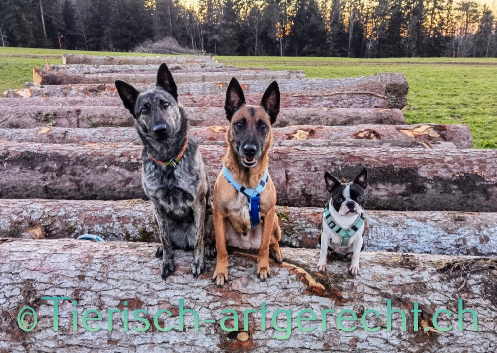 BARF Ernährungsplan BASIC Hund