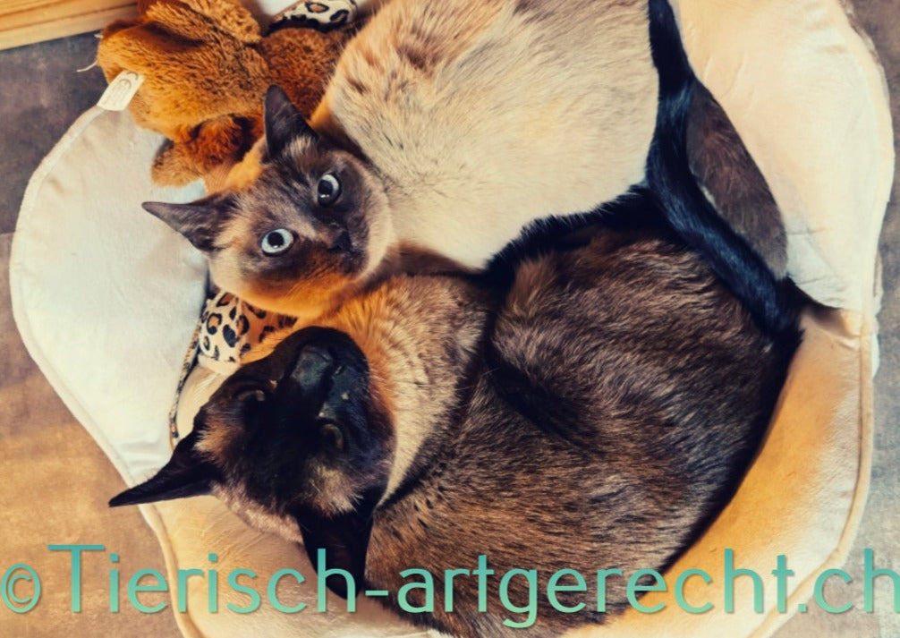 BARF Ernährungsplan Spezial, für die erkrankte Katze