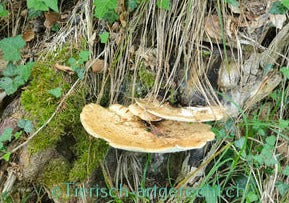 Myko-Therapie, Unterstützung mit Vitalpilzen