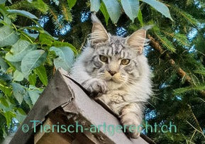 BARF Ernährungsplan BASIC Katze